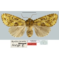 /filer/webapps/moths/media/images/B/biardi_Nyodes_AT_MNHN.jpg