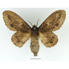 /filer/webapps/moths/media/images/O/obscura_Cymatopacha_AF_Basquin_01.jpg