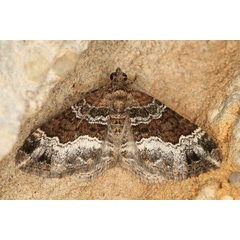 /filer/webapps/moths/media/images/P/poseata_Xanthorhoe_A_Heyns_03.JPG