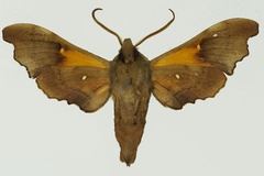 Odontosida magnificum