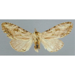 /filer/webapps/moths/media/images/B/basistriga_Atrasana_PT_RMCA.jpg