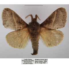 /filer/webapps/moths/media/images/B/bipars_Bombycopsis_AM_TMSA.jpg