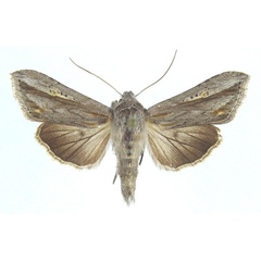 /filer/webapps/moths/media/images/W/wiltshirei_Cucullia_AF_Legrain.jpg