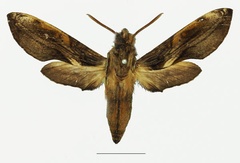 /filer/webapps/moths/media/images/O/orpheus_Theretra_AF_Basquina.jpg