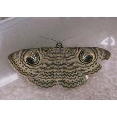 /filer/webapps/moths/media/images/P/pretiosissima_Calliodes_A_Roland_01.jpg