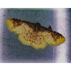 /filer/webapps/moths/media/images/A/argyropasta_Syngatha_A_Roland_01.jpg