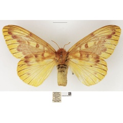 /filer/webapps/moths/media/images/C/citrina_Lechriolepis_AF_NHMUK_01.jpg