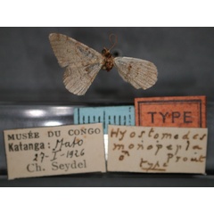 /filer/webapps/moths/media/images/M/monopepla_Chiasmia_HT_RMCA_01.jpg