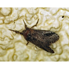/filer/webapps/moths/media/images/L/lunensis_Laelia_M_Roland_01.jpg
