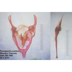 /filer/webapps/moths/media/images/M/martirea_Peragrarchis_GMHT_Bippus_1866.jpg