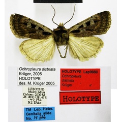 /filer/webapps/moths/media/images/D/distriata_Ochropleura_HT_TMSA.jpg