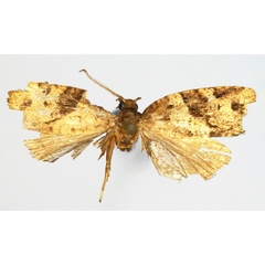 /filer/webapps/moths/media/images/S/saotome_Choristoneura_HT_ZMJU.jpg