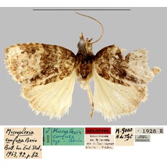 /filer/webapps/moths/media/images/C/confusa_Microplexia_HT_MNHN.jpg