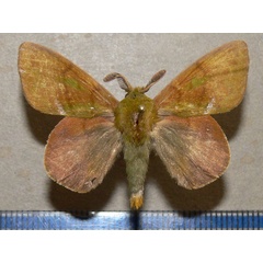 /filer/webapps/moths/media/images/H/heres_Lechriolepis_A_Goff_01.jpg