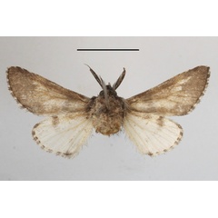 /filer/webapps/moths/media/images/H/hierax_Pararethona_A_MGCLb_01.JPG