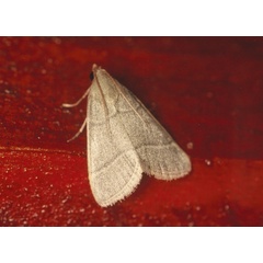 /filer/webapps/moths/media/images/N/nostralis_Hypopygia_A_Roland_12.jpg