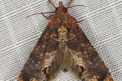 Cryptophlebia peltastica