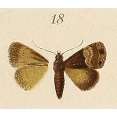 /filer/webapps/moths/media/images/T/transversa_Tarache_HT_Voeltzkow_6-18.jpg