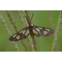 /filer/webapps/moths/media/images/F/fulvescens_Ceryx_AM_Ayalew_02.jpg