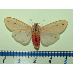 /filer/webapps/moths/media/images/L/leucanioides_Creatonotos_A_Goff_02.jpg