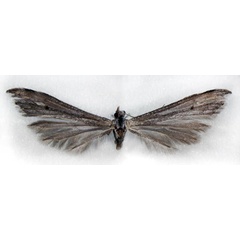 /filer/webapps/moths/media/images/B/bowkeri_Platyptilia_HT_TMSA.jpg
