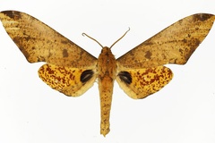 Platysphinx stigmatica