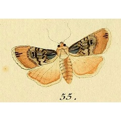 /filer/webapps/moths/media/images/P/puta_Agrotis_Hubner_255.jpg