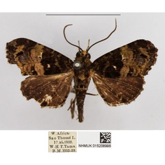 /filer/webapps/moths/media/images/I/insularis_Chlumetia_AM_NHMUK.jpg