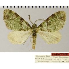 /filer/webapps/moths/media/images/V/viettei_Piercia_PTM_ZSMa.jpg