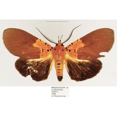 /filer/webapps/moths/media/images/B/borbonica_Asota_AM_TMSA_02.jpg