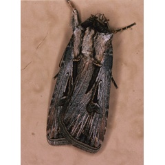 /filer/webapps/moths/media/images/S/spinifera_Agrotis_A_Roland_01.jpg