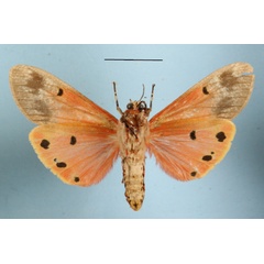 /filer/webapps/moths/media/images/Q/quadripunctata_Teracotona_AM_MGCLb_01.JPG