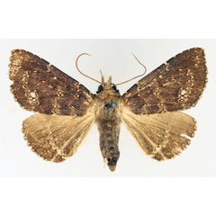 /filer/webapps/moths/media/images/S/semifimbria_Facidina_AF_TMSA_01.jpg