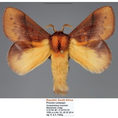 /filer/webapps/moths/media/images/I/igneotincta_Trichopisthia_AM_Fiebig.jpg