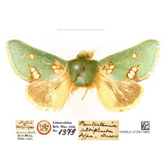 /filer/webapps/moths/media/images/A/albipuncta_Pantoctenia_HT_BMNH_ehHH0Tj.jpg