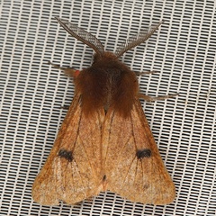 /filer/webapps/moths/media/images/P/perpunctata_Pseudophragmatobia_AM_Heynsa.jpg