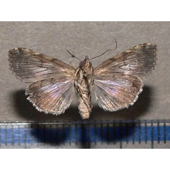 /filer/webapps/moths/media/images/L/litigiosa_Lophoptera_A_Goffb_01.JPG