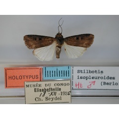 /filer/webapps/moths/media/images/I/isopleuroides_Stilbotis_HT_RMCA.jpg