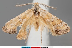 Pseudurgis karoo