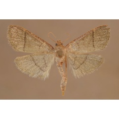 /filer/webapps/moths/media/images/N/nostralis_Hypsopygia_A_Butler.jpg