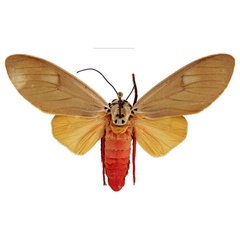 /filer/webapps/moths/media/images/P/phaedra_Amerila_AM_ANHRT.jpg