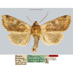 /filer/webapps/moths/media/images/M/macronephra_Apamea_HT_MNHN.jpg