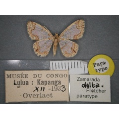 /filer/webapps/moths/media/images/D/delta_Zamarada_PT_RMCA_01.jpg