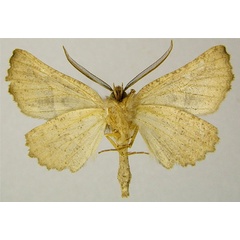 /filer/webapps/moths/media/images/S/sinuata_Drepanogynis_AM_ZSMb.jpg