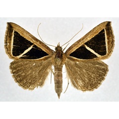 /filer/webapps/moths/media/images/B/benitensis_Parachalciope_AF_NHMO.jpg