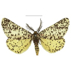 /filer/webapps/moths/media/images/T/thapsinus_Nothabraxas_AM_RMCA_02.jpg