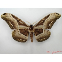 /filer/webapps/moths/media/images/L/lucina_Dactyloceras_A_Albertb.jpg