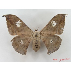 /filer/webapps/moths/media/images/L/luminosa_Orthogonioptilum_AF_Alberta_01.jpg