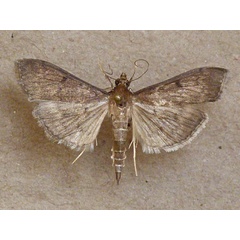 /filer/webapps/moths/media/images/L/licarsisalis_Herpetogramma_A_Butler.jpg