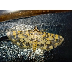 /filer/webapps/moths/media/images/T/tricolor_Eurrhyparodes_A_Roland_01.jpg